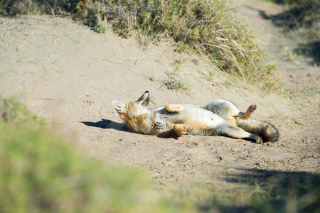 灰色狐狸在草地上打猎