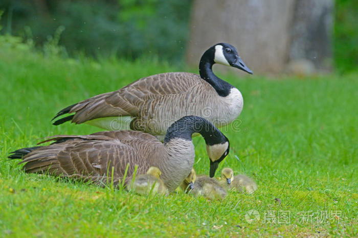 加拿大鹅和绿草中的婴儿配对。