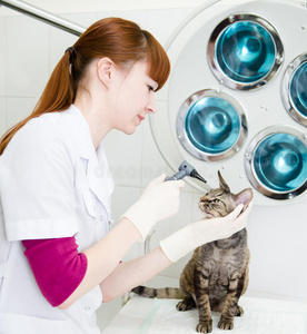 女性专业兽医检查宠物猫眼