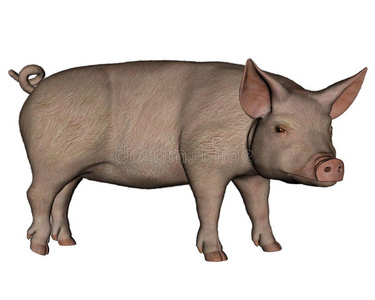 猪肉 播种 插图 小猪 农业 站立 粉红色 哺乳动物 野猪