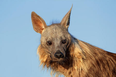 棕色鬣狗肖像
