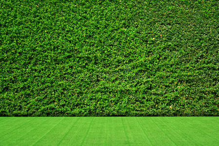 草地上的绿叶墙背景.照片