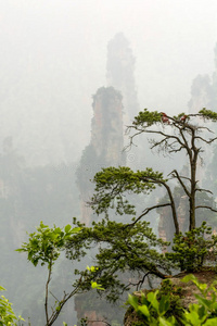 中国山在张杰佳