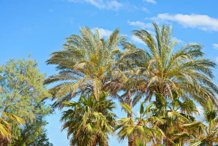 假期 旅行 旅游业 风景 天空 自然 植物 冲浪 夏天 太阳