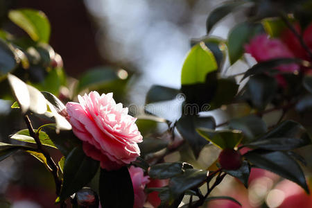 花的 粉红色 浪漫 花瓣 夏天 盛开 特写镜头 植物 自然