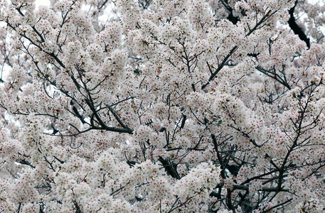 日本 四月 花瓣 自然 分支 日本人 植物 特写镜头 季节