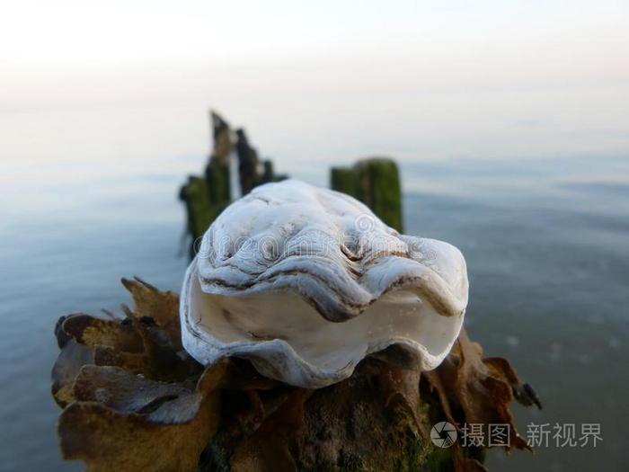 帮助 海的 淤泥 自然 储备 邮递 生活 建造