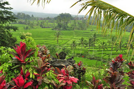 印度尼西亚巴厘岛稻田的惊人景观