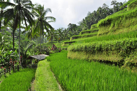 生态学 农场 日本 亚洲 老挝语 地球 曲线 巴厘岛 土地