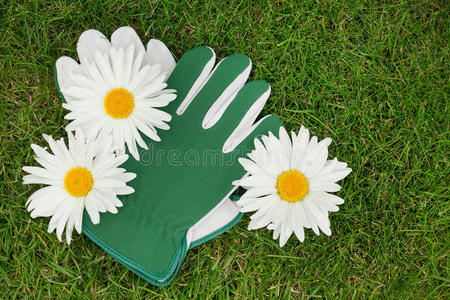 花园手套和洋甘菊花