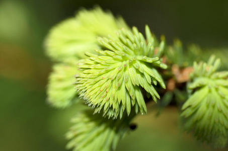 松木 圣诞节 针叶树 落下 射击 特写镜头 植物学 圆锥体