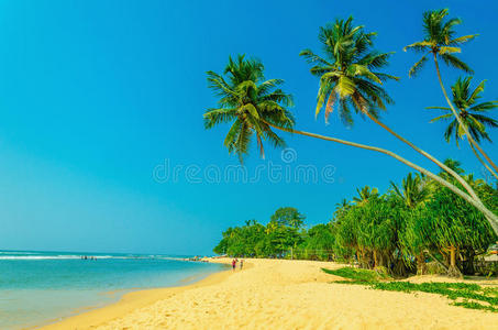 异国情调的沙滩，有高高的棕榈树