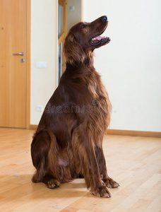 肌肉 成人 说谎 地板 爱尔兰 智力 犬科动物 熟人 狼疮