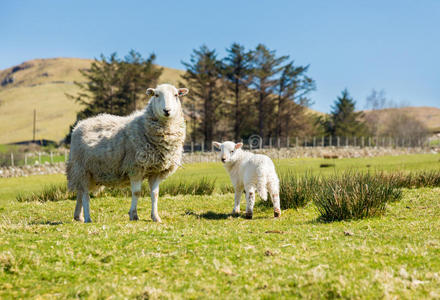凝视 丘陵 新生儿 英国 温暖的 草地 春天 斯诺多尼亚