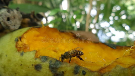 甜的 兴趣 昆虫 吸引 花园 架子 芒果 喂养 成熟 蜜蜂