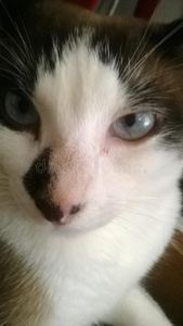 詹姆斯壁纸贼帅黑白猫,小猫,可爱,猫眼,壁纸,蓝眼睛照片