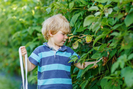 可爱的蹒跚学步的男孩玩着在覆盆子上采摘浆果