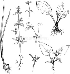 要素 草药 插图 医学 植物区系 艺术 绘画 涂鸦 森林