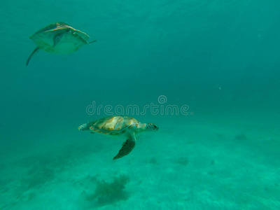 海龟在海里游泳