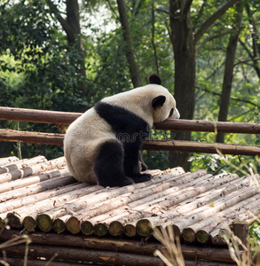 丛林 中国人 动物 栖息地 巨人 旅行 毛皮 威斯康辛州