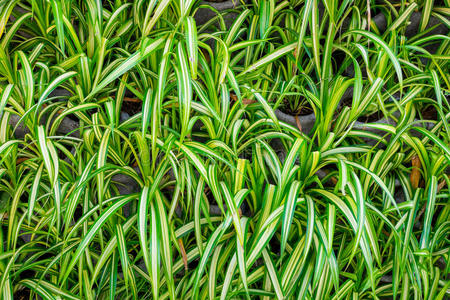 蕨类植物 园艺 边境 栅栏 生态学 堤岸 花农 颜色 自然