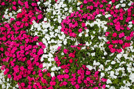 领域 盛开 自然 园艺 植物 花瓣 花园 植物学 夏天 美丽的