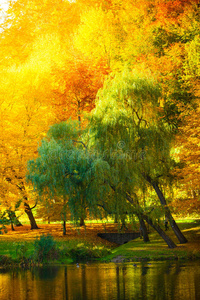 外部 植物区系 植物 公园 环境 颜色 秋天 夏天 乡村
