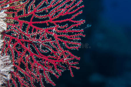 红扇珊瑚