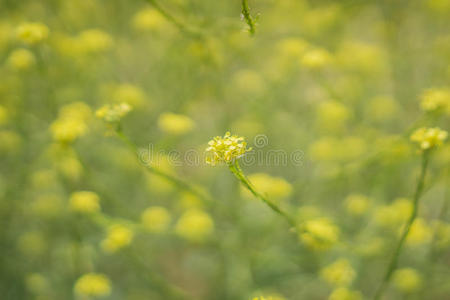 一簇黄色的野花