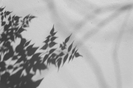 特写镜头 自然 春天 美丽的 木材 阴影 墙纸 植物 纹理