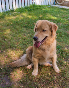 雌性金毛猎犬