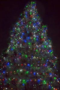 夜晚的圣诞树