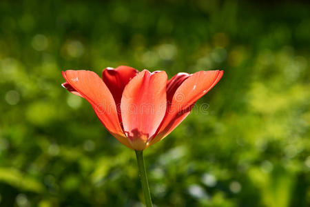 美女 郁金香 花园 自然 季节 草地 阳光 植物 公园 颜色