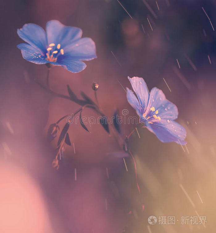 雨下蓝色的花