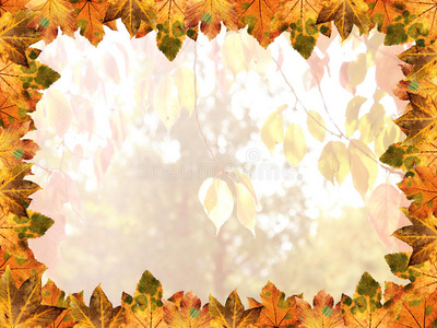枫叶的框架，秋天的颜色