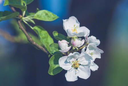 苹果春花