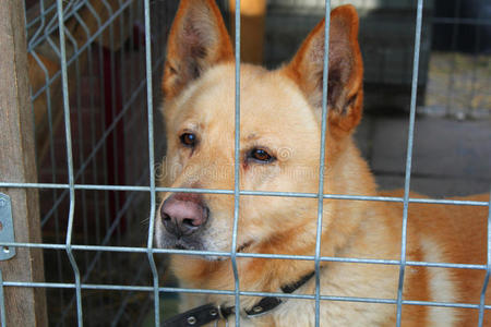 动物 犬科动物 斯特拉 幼犬 可爱极了 后面 纯种 繁殖