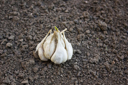 小鳞茎大蒜鳞茎(大蒜)照片