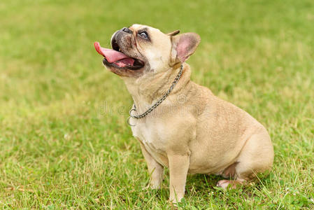 一只快乐的法国斗牛犬的特写照片