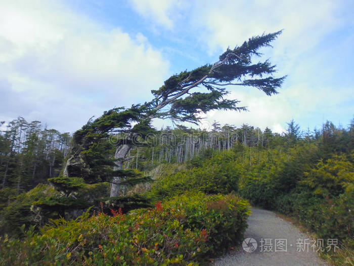 天空 温哥华 风景 太平洋 灌木丛 情景 追踪 美国 跋涉