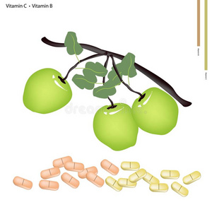含维生素C和维生素B的绿色苹果