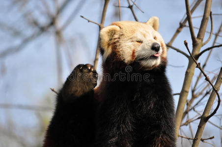 可爱的 岩石 刮痕 顶峰 美丽的 舌头 月亮 熊猫 有趣的