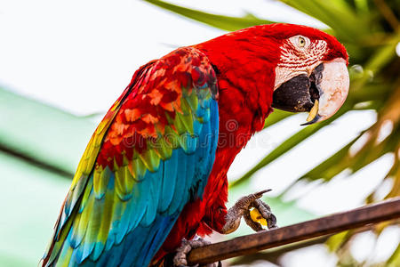 鹦鹉 金属 动物园 动物 自然 宠物 野生动物 颜色 生活