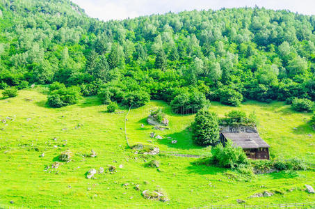 绿色高山草地，齐勒塔尔，奥地利