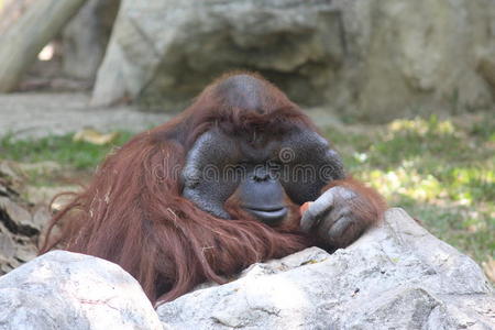 缩放 猴子 动物 动物园 野生动物 哺乳动物 猩猩 自然