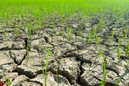 污垢 损害 生态学 农场 灾难 环境 黏土 气候 干燥 不孕