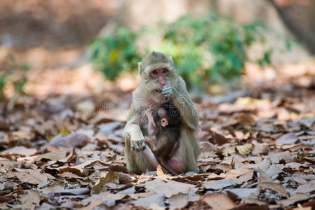 可爱的 猴子 灵长类动物 母亲 野生动物 面对 毛茸茸的