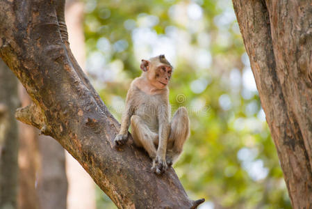 猕猴 森林 水果 动物 肖像 泰国 猴子 有趣的 宝贝 面对
