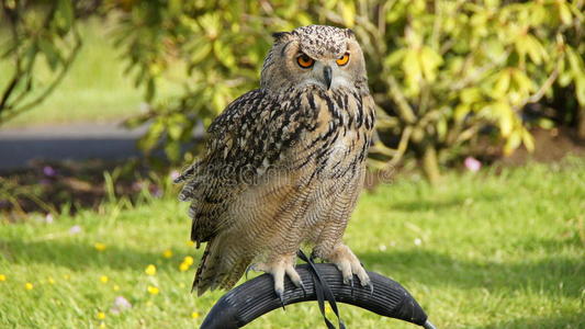 岩鹰岩鹰摄影图