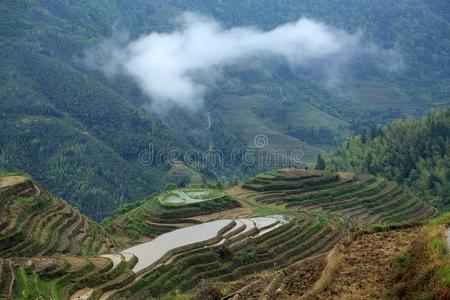 种植园 农场 农业 中国人 桂林 亚洲 广西 稻谷 大米